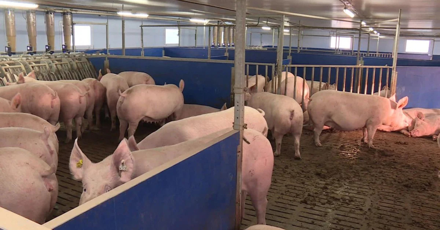 La Chine menace l’importation de porcs françiais, 14 juillet à Hong Kong réservez votre ticket