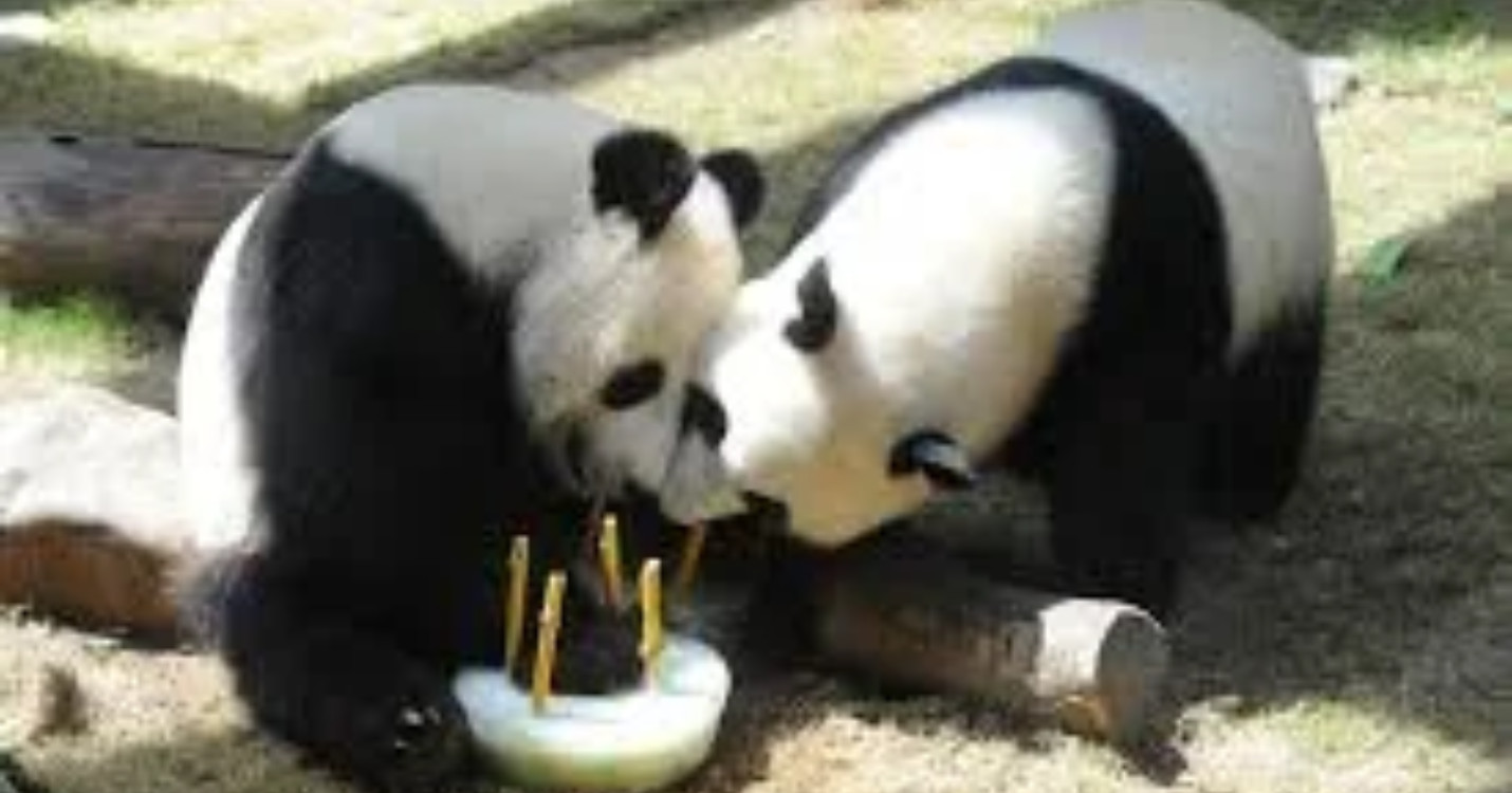 Les pandas géants attendus avec impatience – Il reste encore des places pour la soirée du 14 juillet