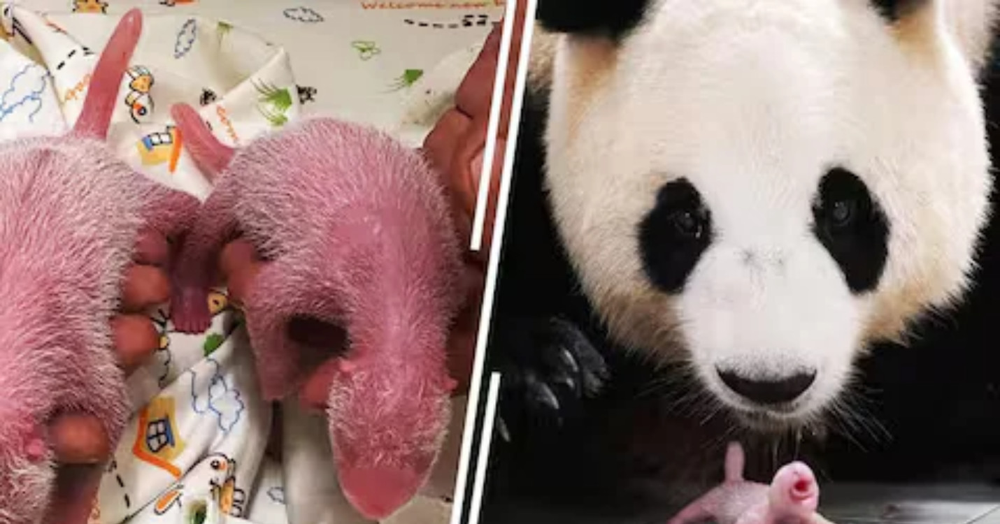 Des nouvelles des jumeaux pandas nés à Ocean Park, Gala de la Chambre de commerce française de Macao