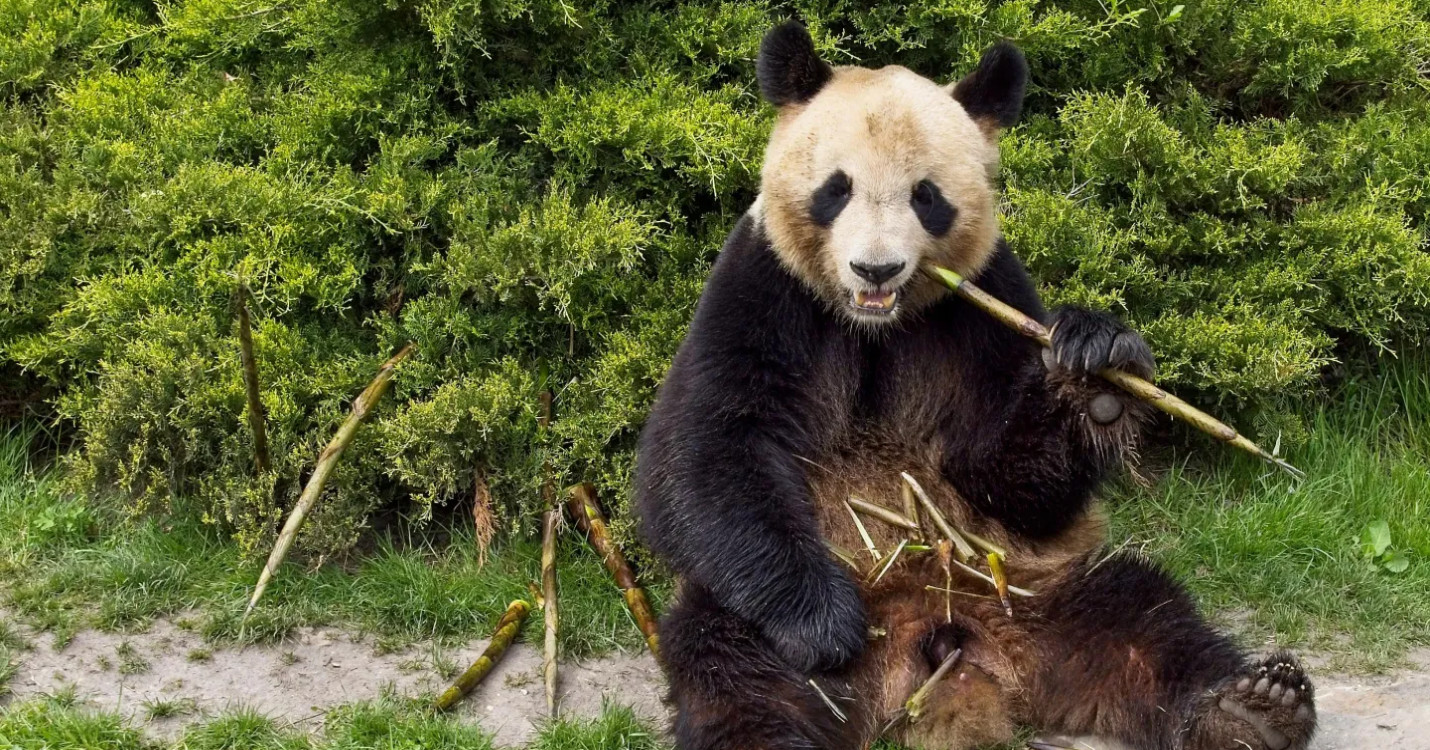 Yuan Meng, 1er bébé panda né en France bientôt en Chine, 14 juillet à Hong Kong