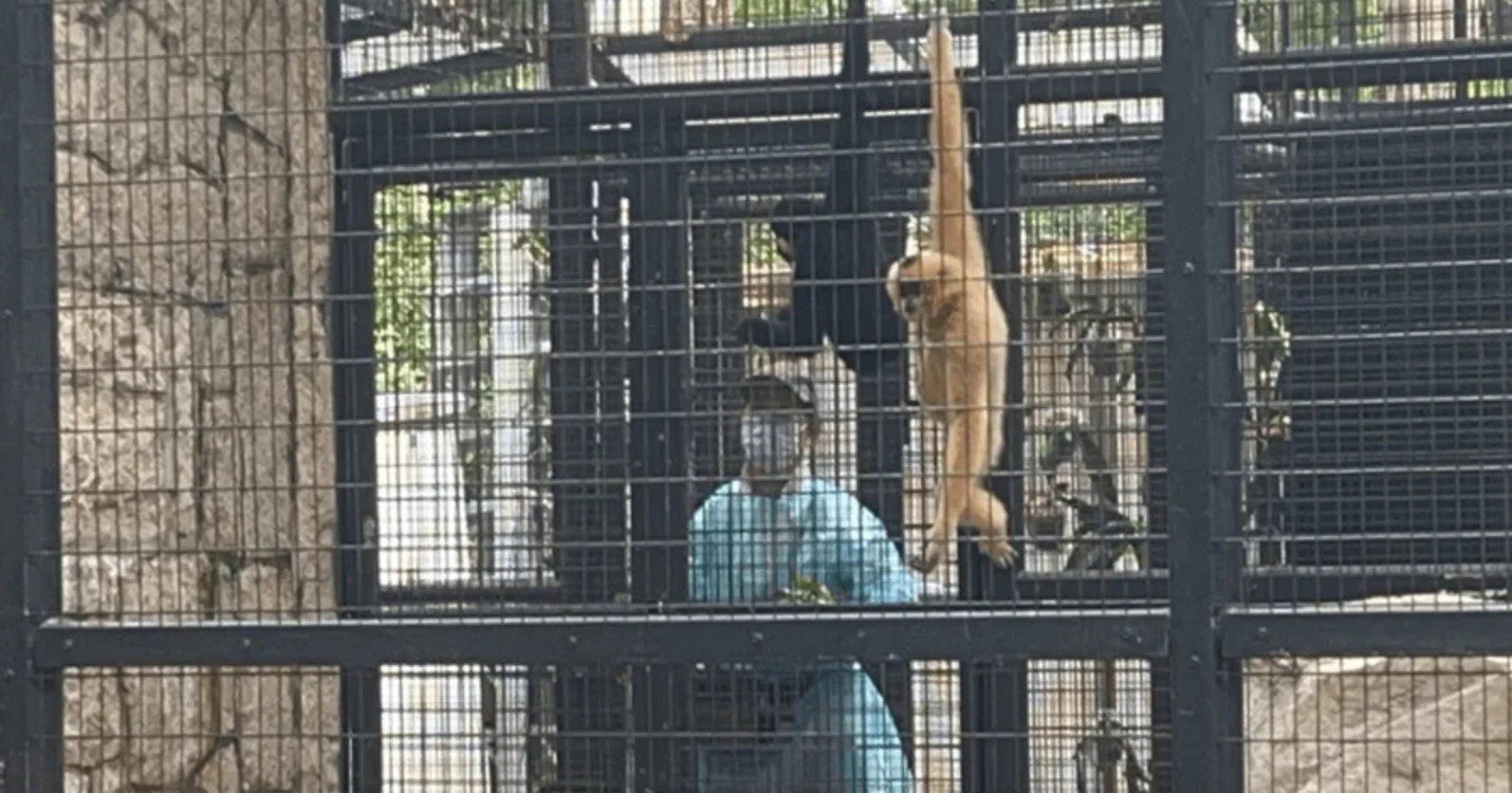 Décès d’un nouveau primate au jardin zoologique – French Rendez-vous de l’UFE – Jeudi 24 octobre