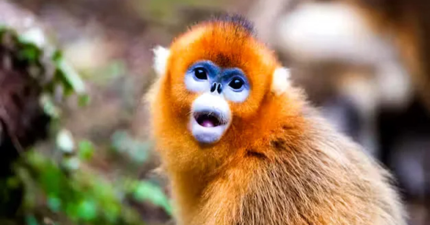 La Chine prête des singes dorés au Zoo de Beauval – Festival du film français à Hong Kong