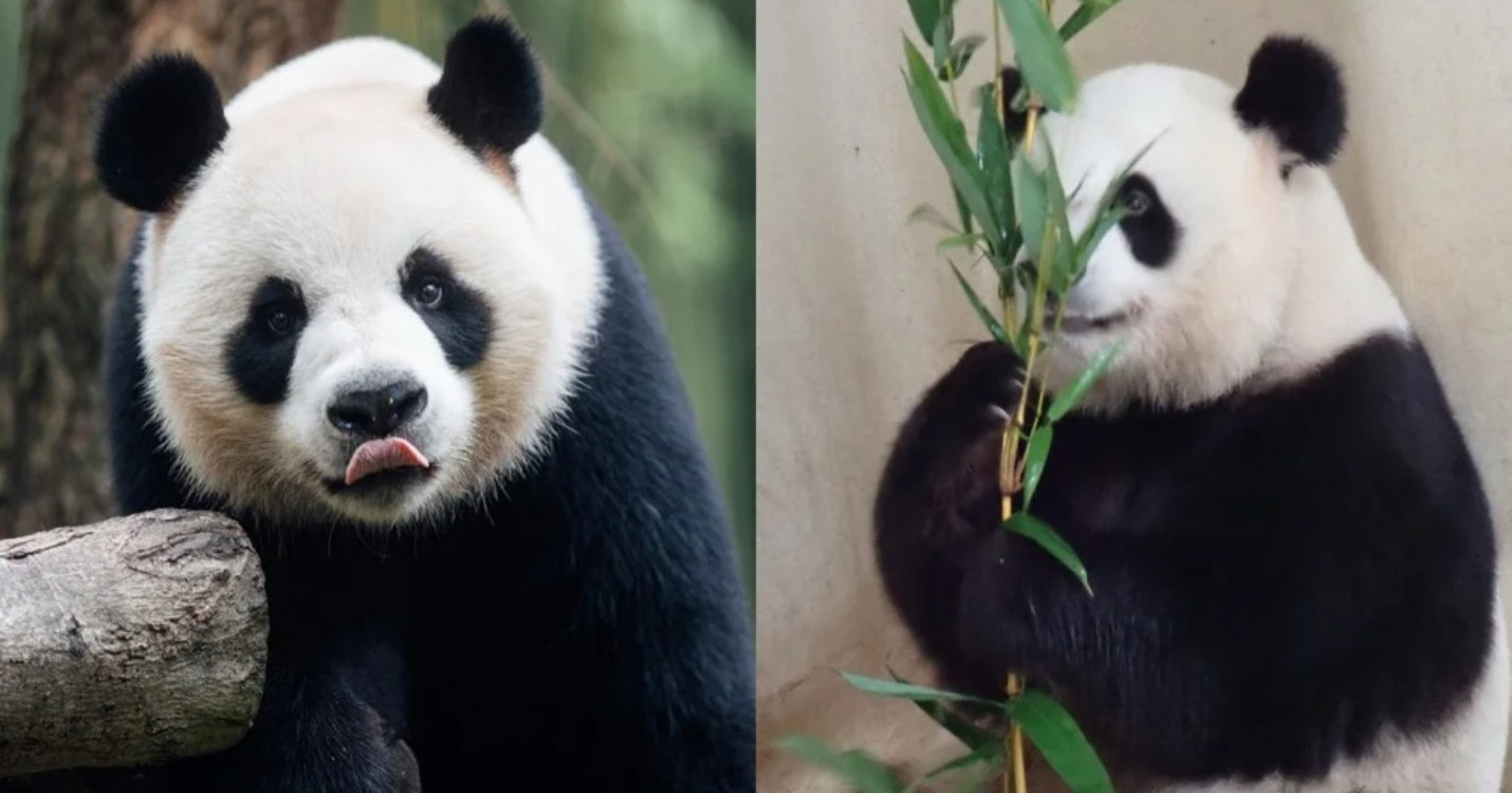 Les pandas géants présentés à Hong Kong – La Maison de l’Expatriation vous attend à Hong Kong !